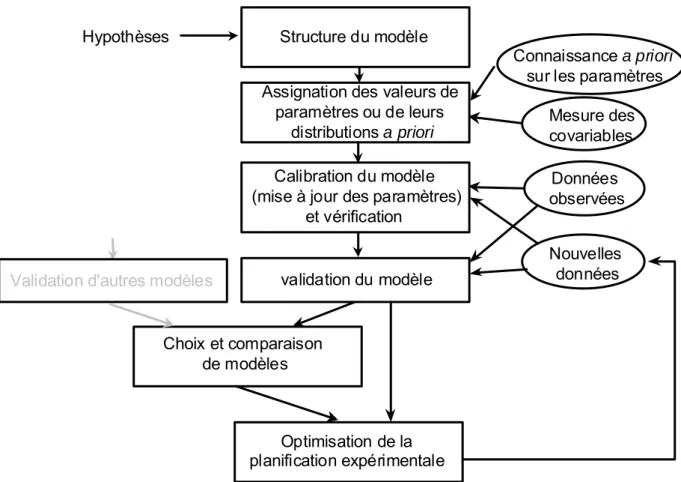 Figure 1 : Schéma du processus de construction d'un modèle dans le cadre bayésien. Les  cadres rectangulaires représentent chacun des pas du processus et les formes ovales  indiquent les différents types de données utilisées