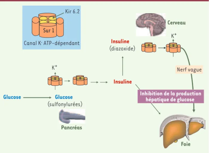 Figure 1. Le canal K +  pancréatique dépendant de l’ATP. Le glucose absorbé au moment du repas  est utilisé par la cellule  β -pancréatique, ce qui conduit à la fermeture des canaux potassiques  (voir les sous-unités du canal dans l’encart) et à la sécréti