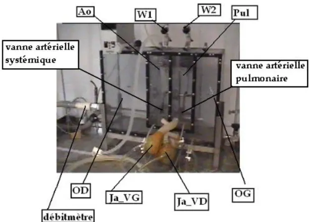 Figure 4. Description du simulateur de la circulation muni du cœur artificiel Jarvik. Sur la  partie supérieure du simulateur se trouvent deux robinets, W1 et W2, qui permettent de 