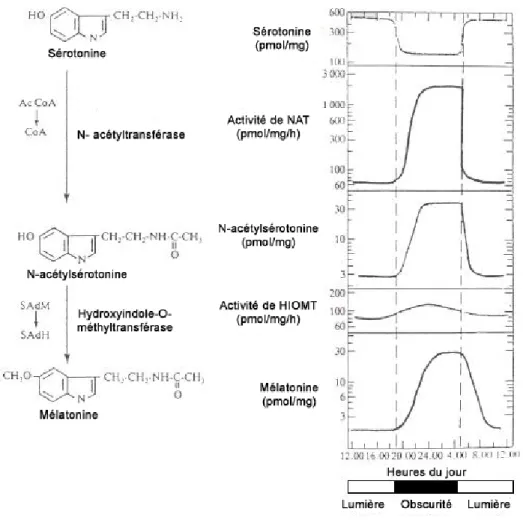 Figure 7: Variation circadienne de la synthèse de mélatonine dans la glande pinéale (d'après  Boularand, 1994)