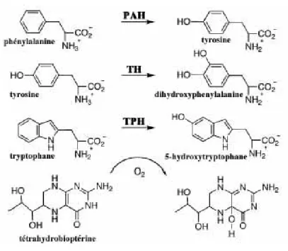 Figure 12: Structure des hydroxylases dépendantes de la tétrahydrobioptérine: comparaison des  domaines protéiques (d’après Akashi et coll., 2000; Fitzpatrick, 2003; Thevenot, 2003)