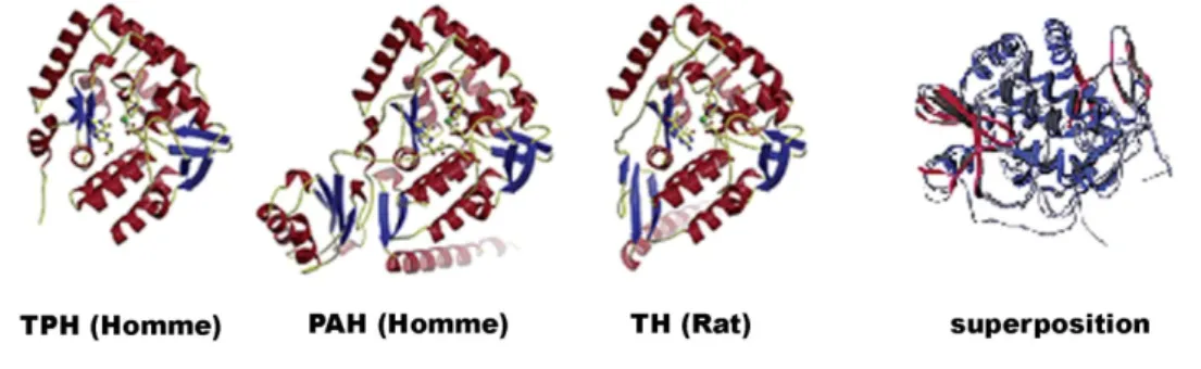 Figure 13: Comparaison des structures tertiaires des hydroxylases des acides aminés aromatiques  (d’après Wang et coll., 2002; Fitzpatrick, 2003)