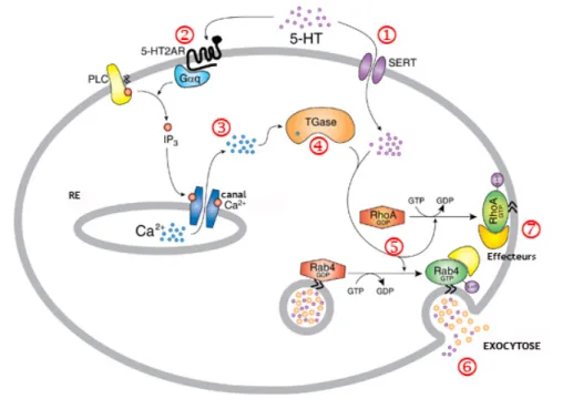 Figure 20: Exocytose des granules α plaquettaires induite par la sérotonine durant le processus  d’agrégation plaquettaire (d’après Walther et coll., 2003b, http://www.molgen.mpg.de)
