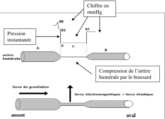 Fig. 7 : Représentation des forces au niveau de l’artère humérale lors du dégonflement  du brassard
