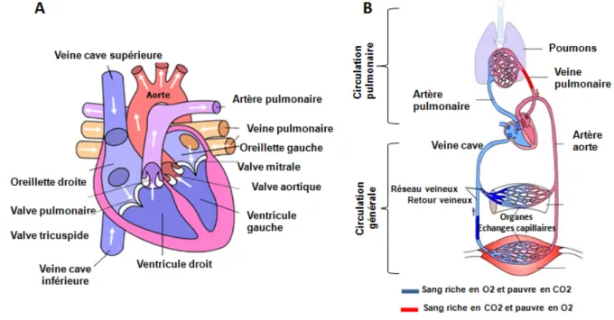 Figure 1: Représentation schématique du cœur et de la circulation sanguine à travers l’organisme 