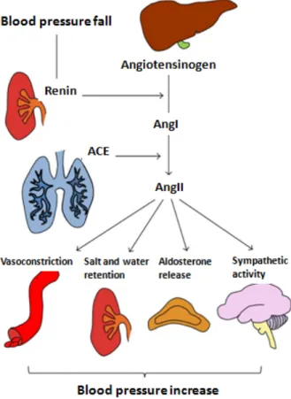Figure 5: Système rénine angiotensine aldostérone  (Bernardi et al. 2016) 