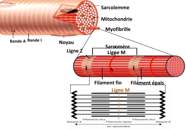 Figure  6:  Représentation  schématique  d’une  fibre  musculaire  et  de  la  structure  et  de  la  composition des sarcomères 