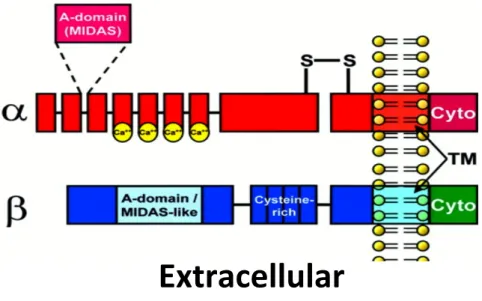 Figure 8: Structure hétérodimérique de l'intégrine 