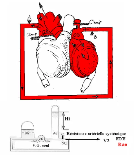 Figure 8. Montage expérimental du Ventricule Gauche isolé. 