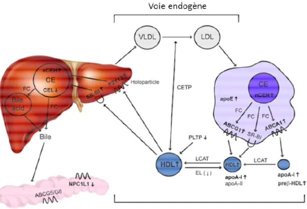 Figure 7 : Le TICE: une voie intestinale d’élimination du cholestérol plasmatique  impliquant les LDL et les VLDL 