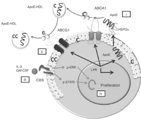 Figure 15 : Mécanismes de régulation du recrutement des monocytes. 