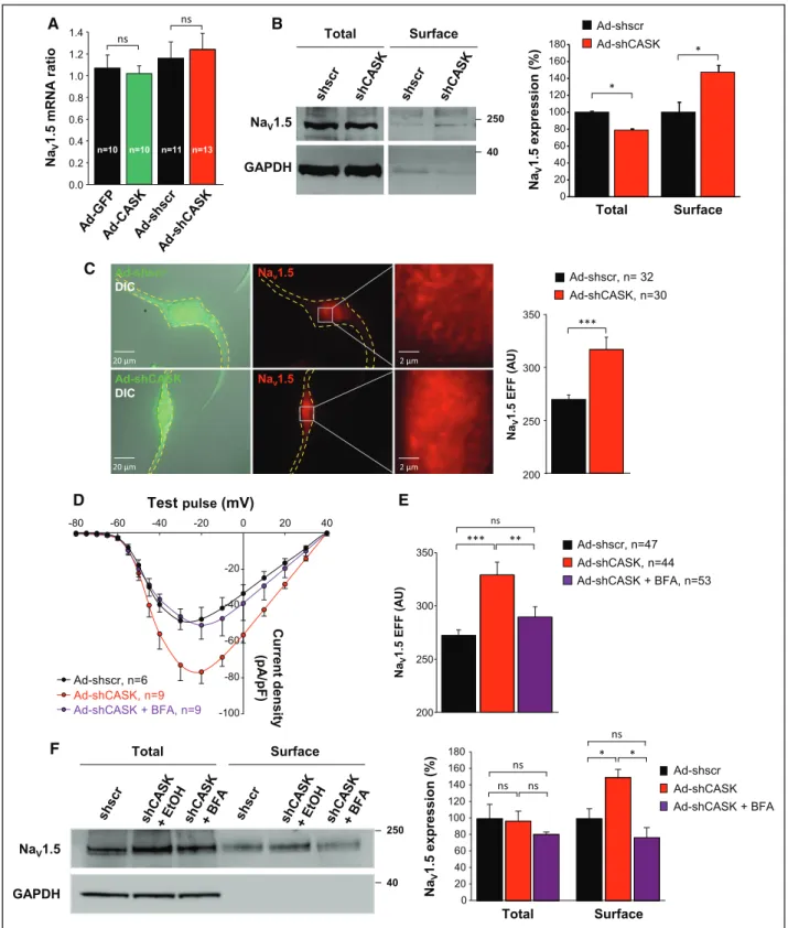 Figure 6. CASK (calcium/calmodulin-dependent serine protein kinase) regulates early anterograde trafﬁcking of Na V 1.5 channels