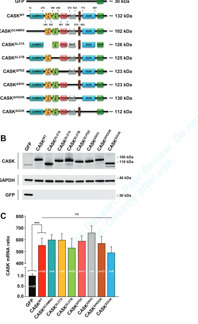 Figure 1. Validation of CASK adenoviral constructs in cardiomyocytes. (A) Schematic representation of CASK structure, domain-specific deletions, and expected molecular weights