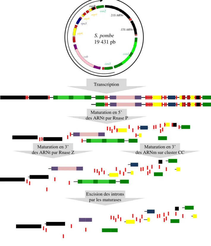Figure 8 : Synthèse et maturation des ARN mitochondriaux chez S. pombe. Après synthèse des 2 transcrits,  les  ARNt  sont  excisés  par  les  Rnases  P  et  Z