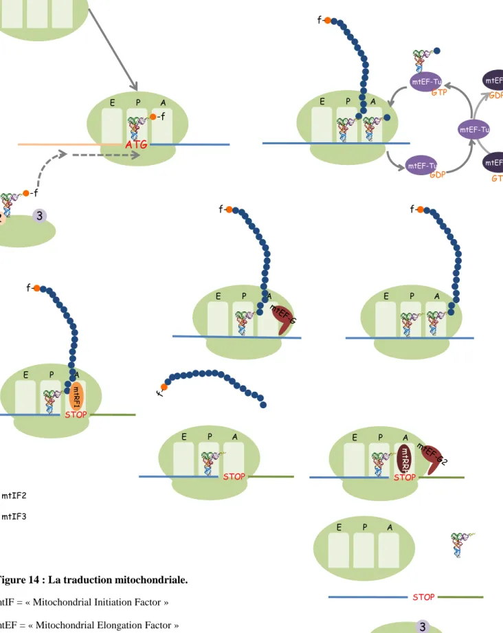 Figure 14 : La traduction mitochondriale. 