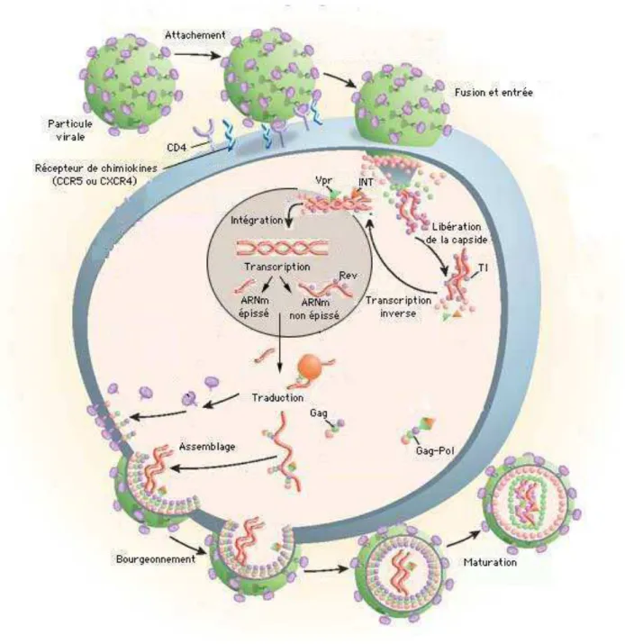 Figure 2 : Cycle de réplication du VIH-1 (d’après Pomerantz et al, Nature Medicine,  2003) Légende: INT: Intégrase, TI: Transcriptase Inverse