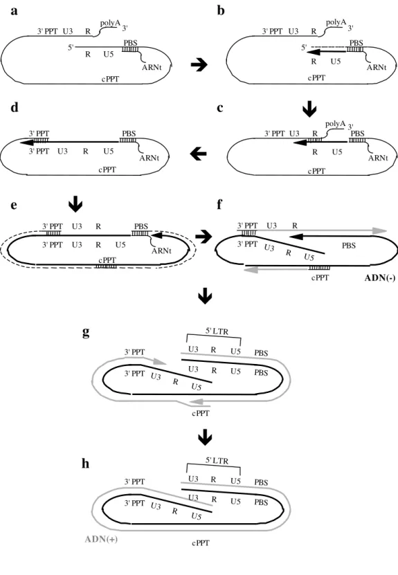 Figure 3 : Transcription inverse du génome du VIH-1