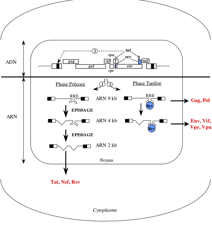 Figure 4 : Transcription du génome du VIH-1 Légende: RRE: Rev Responsive Element