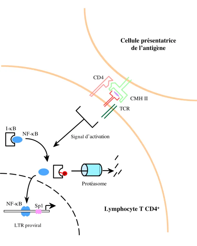 Figure 8 :Activation de la transcription virale suite à la migration du facteur de transcription NF-!B dans le noyau  du fait de la stimulation du lymphocyte T CD4 +  par