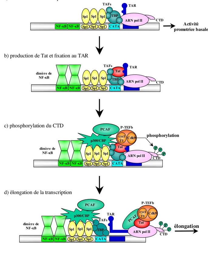 Figure 9 : Tat et la transcription virale