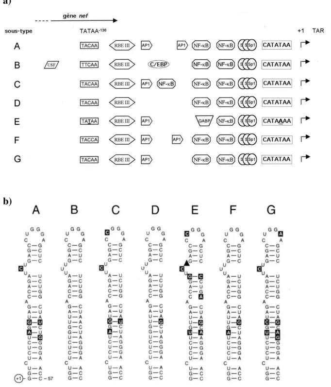 Figure 10 : Polymorphisme du promoteur (a) et du TAR (b) des sous-types du VIH-1 du groupe M