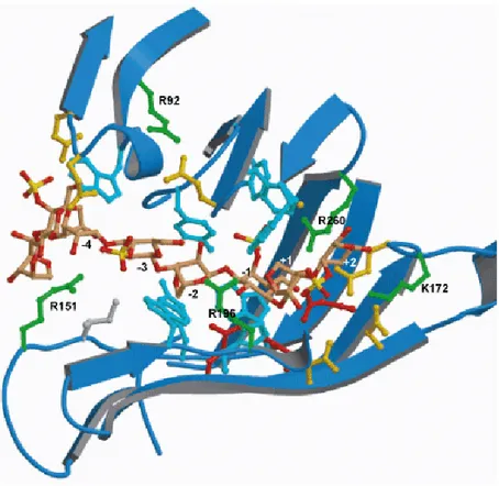 Figure 17 : Structure du site actif de la κ-carraghénase de P. carrageenovora. 