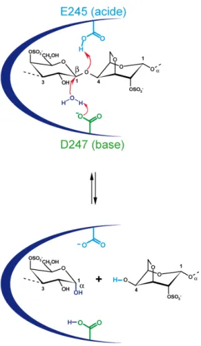 Figure 20 : Mécanisme d’hydrolyse de la ι-carraghénase d’A. fortis, de type SN2 avec inversion  de configuration (McCarter &amp; Withers, 1994)