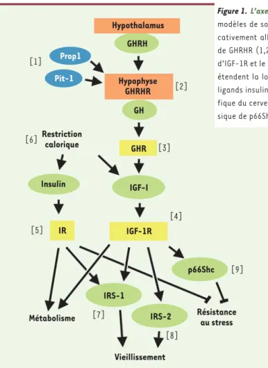 Figure 1. L’axe somatotrope régule la longévité chez les mammifères. Plusieurs  modèles de souris génétiquement modifiées montrent une durée de vie  signifi-cativement allongée