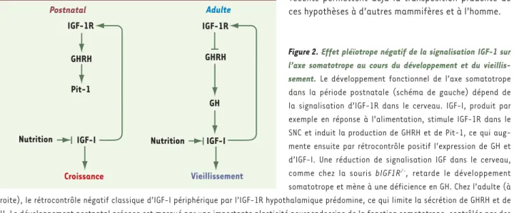 Figure 2. Effet pléïotrope négatif de la signalisation IGF-1 sur  l’axe somatotrope au cours du développement et du  vieillis-sement