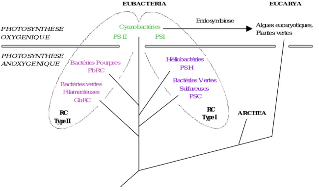 Fig. 1 : Représentation générale des centres réactionnels des complexes photosynthétiques connus parmi  les phyla des eubactéries et des plantes supérieures (d'après Schubert et al