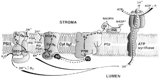 Fig. 2 : Diagramme schématique de la chaîne de transport d’électron dans les membranes thylacoïdales  eucaryotiques (Ort et Yocum, 1996) 