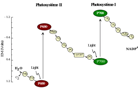 Fig. 3 : Schéma en &#34;Z&#34; représentant le transfert d'électrons dans la membrane des thylacoïdes  eucaryotiques depuis l'eau jusqu'au NADP
