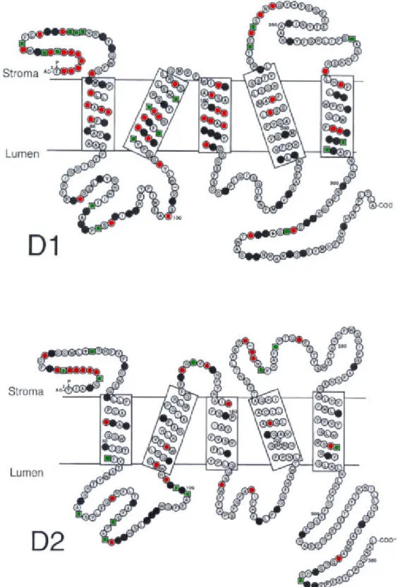 Fig. 6 : Modèles topologiques des polypeptides D1 et D2 et mise en évidence des acides aminés conservés