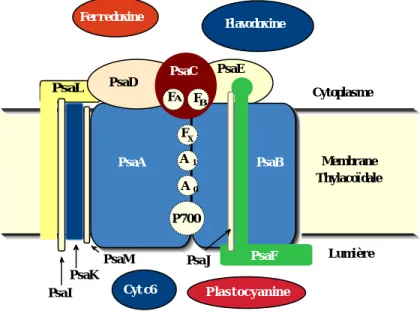 Fig. 9 : Modèle d'organisation des polypeptides et des cofacteurs du PS I chez les cyanobactéries