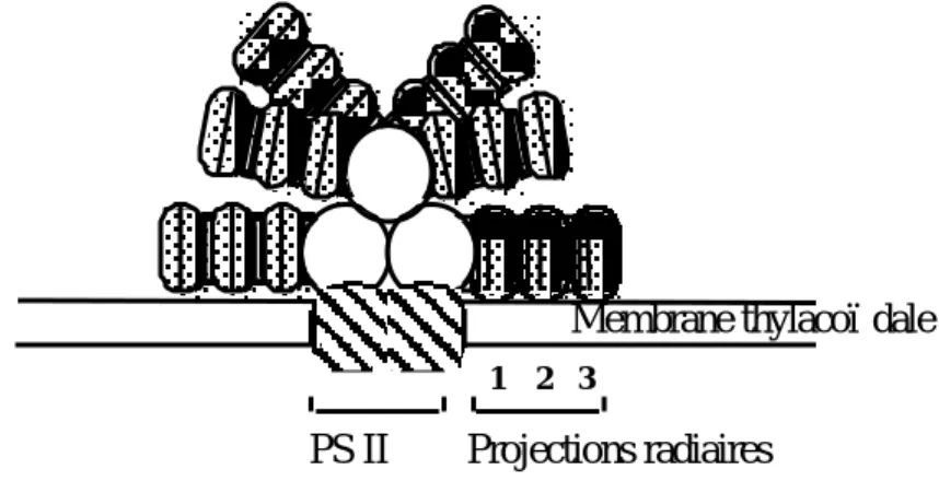 Fig. 12 : Structure d'un phycobilisome. Dans ce schéma, les six projections radiaires sont constituées de  trois jeux de double disque, indiqués de 1-3, liés entre eux par des polypeptides de liaison (zones noires ;  d'après Sidler, 1994)
