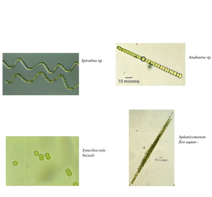 Figure 1. Exemples de la diversité morphologique des cyanobactéries. Photos provenant du site Cyanosite (http://www- (http://www-cyanosite.bio.purdue.edu/images/images.html)