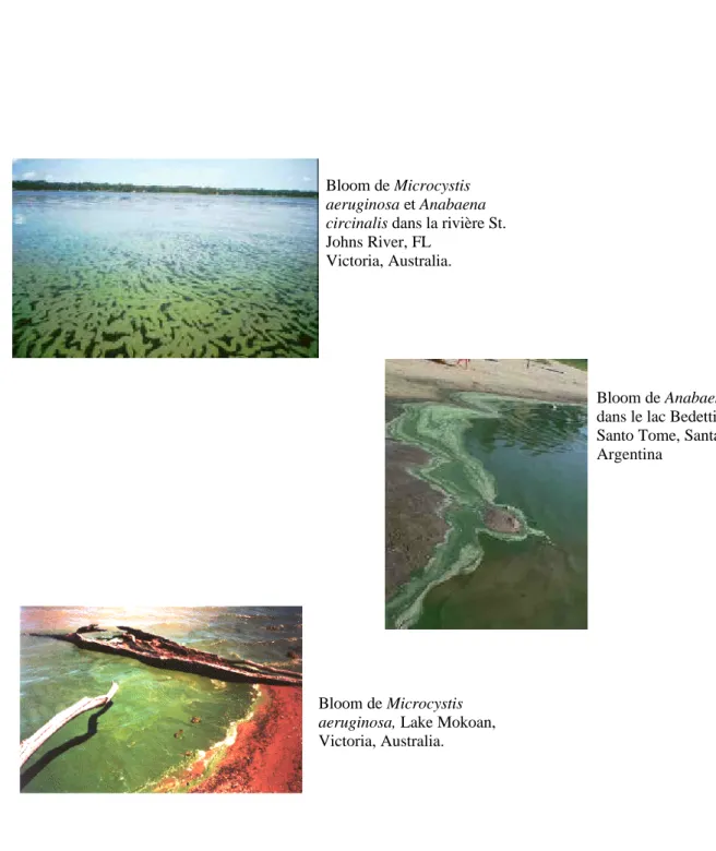 Figure 3. Exemples de blooms de cyanobactéries. Photos provenant du site Cyanosite (http://www- (http://www-cyanosite.bio.purdue.edu/images/images.html).