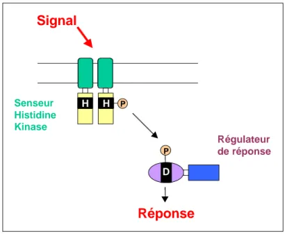 Figure 7. Représentation schématique du système de régulation à deux composants. H : résidu histidine, D : résidu aspartate, P : groupement phosphoryl