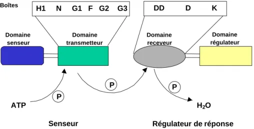 Figure 8. Diagramme illustrant l’organisation des différents domaines des histidine kinases et des régulateurs de réponse typiques