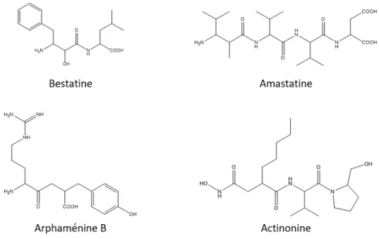Figure 6 : Inhibiteurs naturels spécifiques d'aminopeptidases monozincs issus de micro-organismes