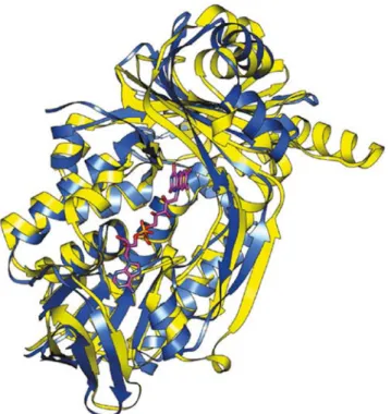 Figure 19 : Superposition des structures de UbiI tronquée (en bleu, résolue à 2 Å, code PDB 4K22) et de  pHBH (en jaune avec son cofacteur FAD en mauve, résolue à 1,9 Å, code PDB 1PBE)