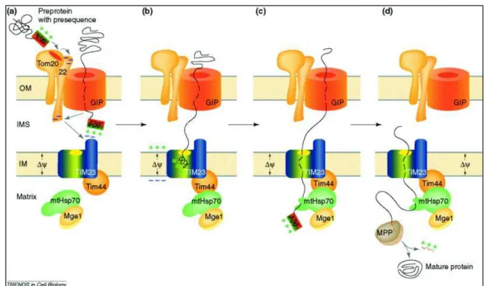 Figure 24 : Import dans la mitochondrie des pré-protéines possédant une séquence d’adressage N-terminale à  la mitochondrie