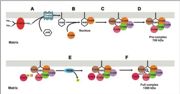 Figure 8 : Modèle du fonctionnement du complexe multiprotéique de la biosynthèse de l’ubiquinone