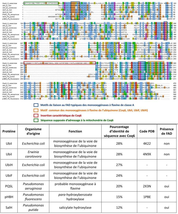 Figure 17 : Alignement des séquences peptidiques de Coq6, UbiI, UbiF, UbiH, SALH et pHBH à l’aide du  logiciel ClustalW