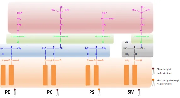 Figure 5 – Structure des quatre phospholipides majoritaires de la membrane plasmique. (Tête  polaire représentée en rose, phosphate en vert, glycérol en bleu, sphingosine en gris et chaîne  carbonée en orange)