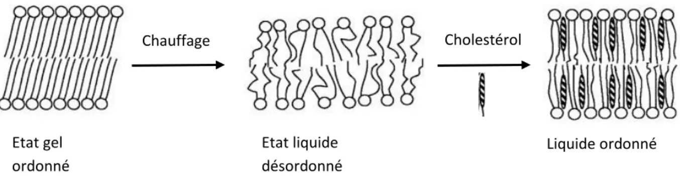 Figure  6  –  Effet  de  la  température  et  du  cholestérol  sur  l’organisation  des  bicouches  lipidiques (Source : réf