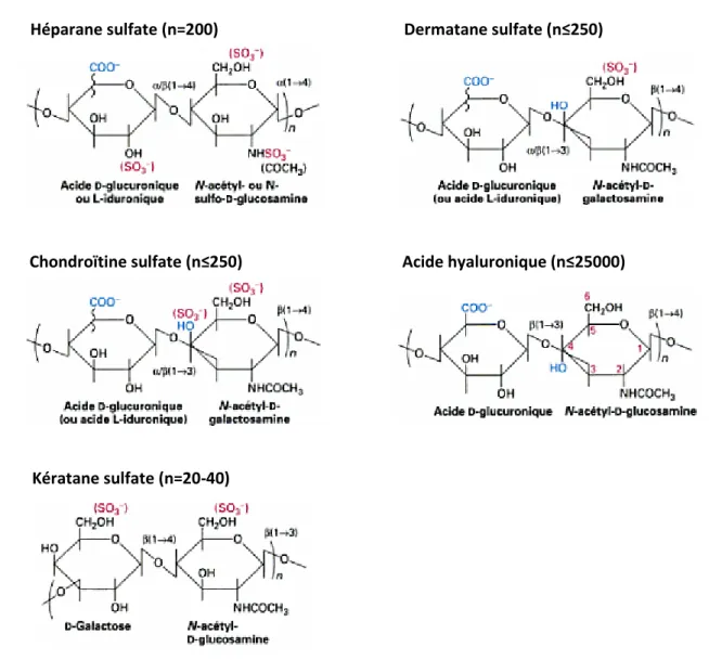 Figure 8 – Classification des GAG d’après la nature de leur unité disaccharidique. Le nombre  (n) de disaccharides présents dans chaque chaîne de GAG est indiqué  (Source : réf