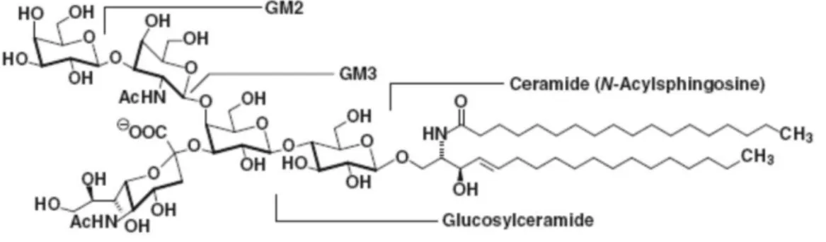 Figure  10  –  Exemples  de  glycosphingolipides :  Gangliosides  GM1,  GM2  et  GM3 ;  glucosylcéramide (GlcCer)