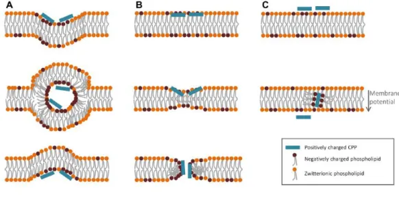 Figure  19  –  Différents  modèles  de  translocation  directe.  A :  passage  par  formation  de  micelles inverses ; B : formation de pores transitoires ; C : transfert de phase