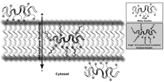 Figure 22 – Modèle de partition membranaire et traversée de la bicouche suivant le potentiel  de membrane